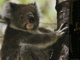 A Koala Bear Clinging to a Tree Trunk