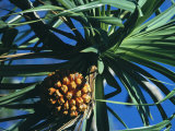 Hawaiian Pandanus with Fruit