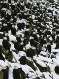 American Bald Eagles Gather on a Snow-Covered Breakwater