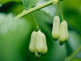 Dew Speckles on Unopened Drooping Flower Blossoms