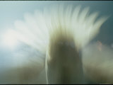 A Blurred Detail of a Bird in Flight
