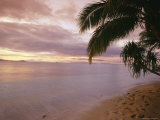 Palm Tree on the Beach at Sunrise