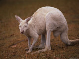 An Albino Kangaroo