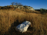 Photograph of a Fossil  Cast in Plaster  Near Where it was Unearthed