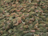 An Elevated View of a Beach Crowded with Sleeping Male Walruses