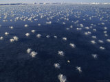 A Field of Frost Flowers Appears on Newly Formed Ice in the Ross Sea  off the C Oast of Antarctica