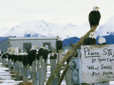 A Group of American Bald Eagles Perch on Posts