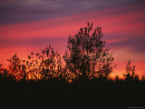 Sunset Silhouettes the Birch Trees Along the Mackenzie River