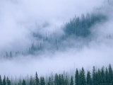 Spruce Trees Peek Through the Fog in Yoho National Park