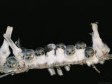 Juvenile White Helmet Shrikes Roosting on a Branch