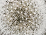 Close View of a Dandelion Seed Head
