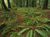 Ferns Cover the Forest Floor