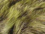 Patterns in Marsh Grass