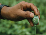 A Hand Holding a Oozing Opium Poppy Seed Pod