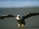 An American Bald Eagle Takes off in Flight