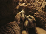 Two Meerkats Look out from the Security of Their Underground Burrow