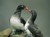 A Pair of Parakeet Auklets in Breeding Plumage