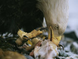 An American Bald Eagle Feeds off of a Fish Carcass