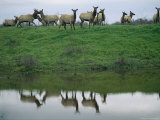 A Herd of Tule Elk in San Luis National Wildlife Refuge