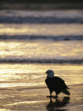 An American Bald Eagle Stands on the Shoreline