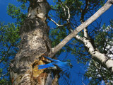 Bluebird Flies from its Nest in a Vacated Northern Flicker Hole