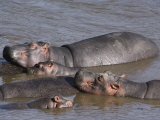 A Group of Hippos Cool off in Water