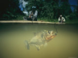A Piranha (Serrasalmus Nattereri) Swims Toward the Fishermens Bait Near the Waters Surface