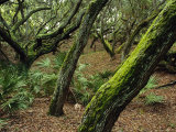 A Forest of Ancient  Moss-Covered Live Oak Trees