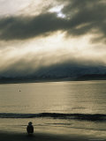 An American Bald Eagle Stands on the Shoreline