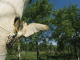 Falcon with Food at its Nest Hole