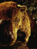 A Stuffed Replica of a Diprotodon at the Wonambi Fossil Center