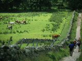 Hikers Pass a Field of Cattle in the Scottish Countryside