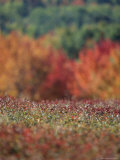 A Blueberry Patch Alongside Maines Route One