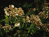 Mountain Laurel in Bloom in Early Morning Light
