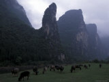 Cows Graze on Grassy Banks of the Li River  Guilin  Guangxi  China