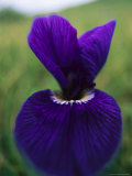 Extreme Close-up of a Purple Iris Flower