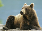 A Brown Bear Lounging on a Shore