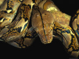 A Reticulated Python Wound Around a Tree Branch