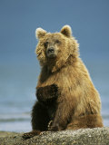 A Brown Bear Sitting on a Shore