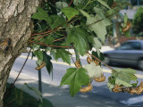 An Adult Brood X  17-Year Cicada Surrounded by Nymphal Exoskeletons
