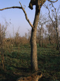 During a Dispute over Food  a Leopard is Treed by Two Spotted Hyenas  One of Which is Visible