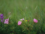 Wild Prairie Roses Bloom Among Grasses