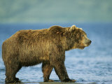 A Brown Bear Walking Along the Waters Edge
