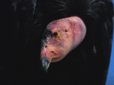 A Close View of the Head of an Endangered California Condor