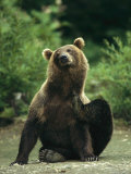 A Brown Bear Scratching an Itch