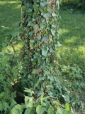 Ivy Covered Tree