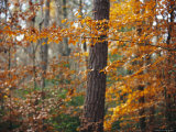 Autumn-Colored Beech Trees and Pine in Upland Hardwood Forest
