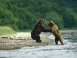 Two Brown Bears Fighting on the Bank of a Waterway