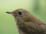 A Close View of the Head and Shoulders of a Wren