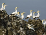 A Group of Northern Gannet Seabirds Perch on a Rock Formation